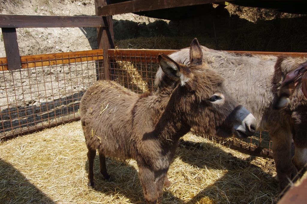 Agriturismo Casa Villi Solferino Luaran gambar
